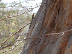 Trachylepis wahlbergii