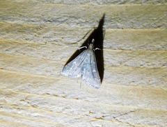 Dolicharthria punctalis