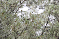 Pinus leiophylla