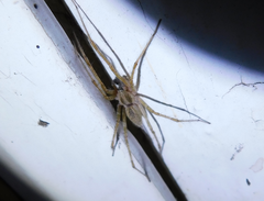 Allagelena gracilens