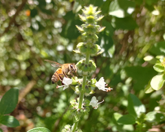 Apis mellifera