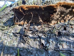 Fuscoporia gilva
