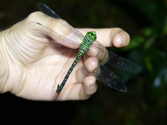 Coryphaeschna viriditas