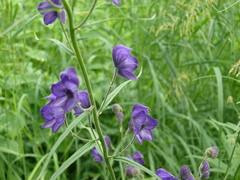 Aconitum delphiniifolium