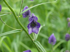Aconitum delphiniifolium