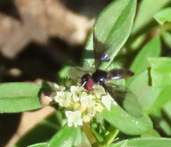 Ocyptamus antiphates