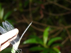 Coryphaeschna viriditas