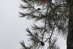 Pinus leiophylla