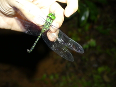 Coryphaeschna viriditas