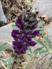 Lupinus microcarpus microcarpus