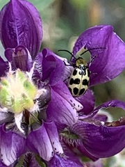 Lupinus microcarpus microcarpus