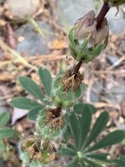 Lupinus microcarpus microcarpus