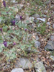 Lupinus microcarpus microcarpus