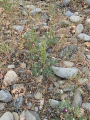 Lupinus microcarpus microcarpus
