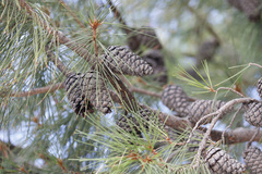 Pinus leiophylla