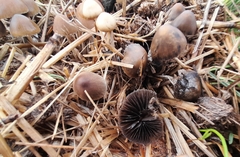 Parasola conopilea