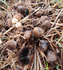 Parasola conopilea