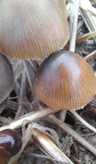 Parasola conopilea