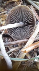 Parasola conopilea