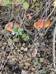 Amanita muscaria flavivolvata