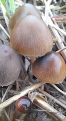 Parasola conopilea