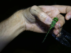 Coryphaeschna viriditas