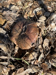 Suillellus amygdalinus