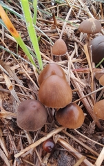 Parasola conopilea
