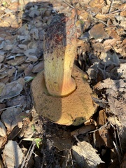 Suillellus amygdalinus