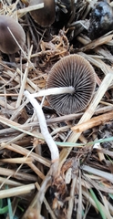 Parasola conopilea