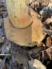 Suillellus amygdalinus