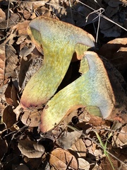 Suillellus amygdalinus