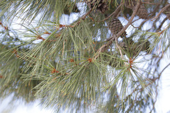 Pinus leiophylla
