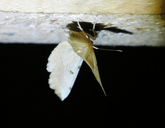 Eilicrinia trinotata