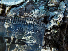 Physconia subpallida