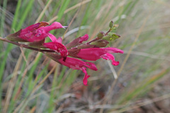 Salvia lemmonii