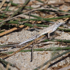 Callisaurus draconoides