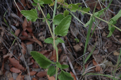 Salvia lemmonii