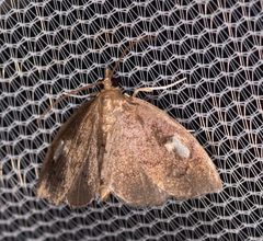 Perispasta caeculalis