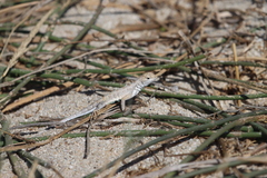 Callisaurus draconoides