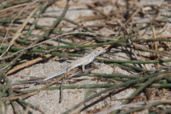 Callisaurus draconoides