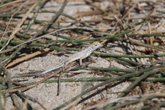 Callisaurus draconoides