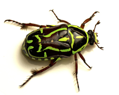 Eupoecila australasiae