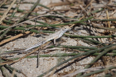 Callisaurus draconoides