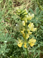 Lupinus densiflorus densiflorus
