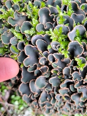 Peltigera malacea