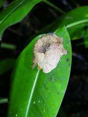 Thalurania furcata