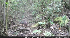 Patagioenas araucana