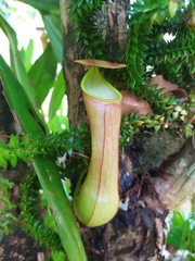 Nepenthes distillatoria