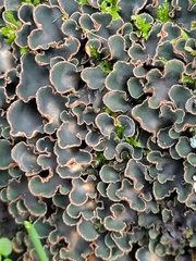 Peltigera malacea